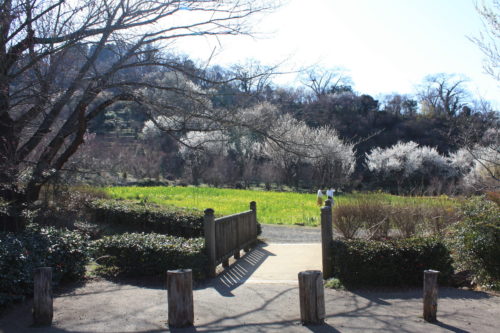 福島県福島市 花見山公園の情報 2020年3月19日 IMG_6928