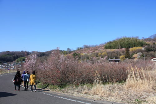 福島県福島市 花見山公園の情報 2020年3月19日 IMG_6929