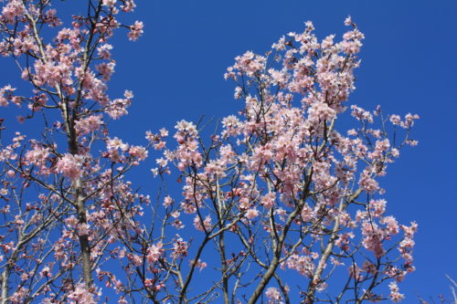 福島県福島市 花見山公園の情報 2020年3月19日 IMG_6930