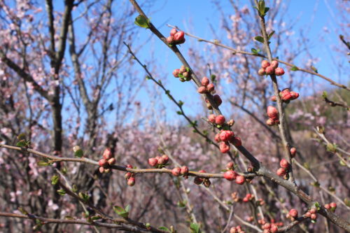 福島県福島市 花見山公園の情報 2020年3月19日 IMG_6931