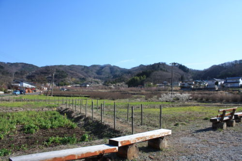 福島県福島市 花見山公園の情報 2020年3月19日 IMG_6932