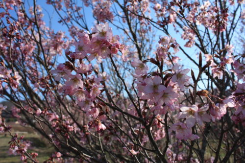 福島県福島市 花見山公園の情報 2020年3月19日 IMG_6933