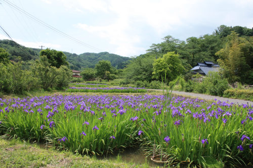 福島県福島市 花見山公園の情報 2020年5月25日 2_7152