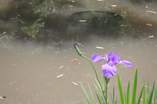 福島県福島市 花見山公園の情報 2020年5月25日 3_7152