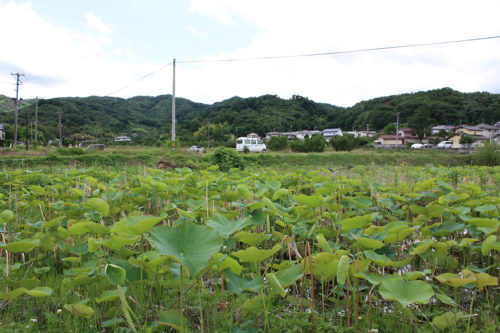 福島県福島市 花見山公園の情報 2020年7月2日IMG_1 