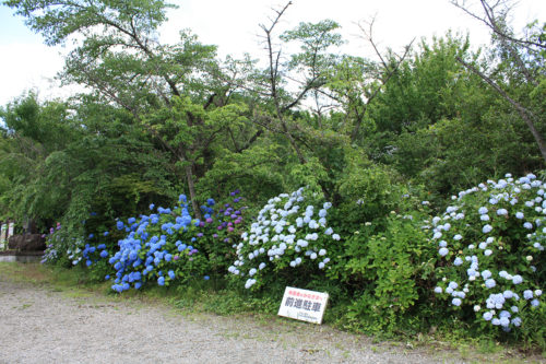 福島県福島市 花見山公園の情報 2020年7月2日IMG_2