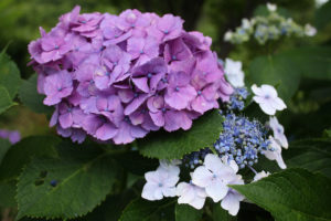 福島県福島市 花見山公園の情報 2020年7月2日IMG_3