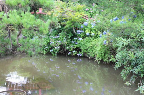 福島県福島市 花見山公園の情報 2020年7月2日IMG_5