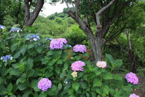 福島県福島市 花見山公園の情報 2020年7月2日IMG_7