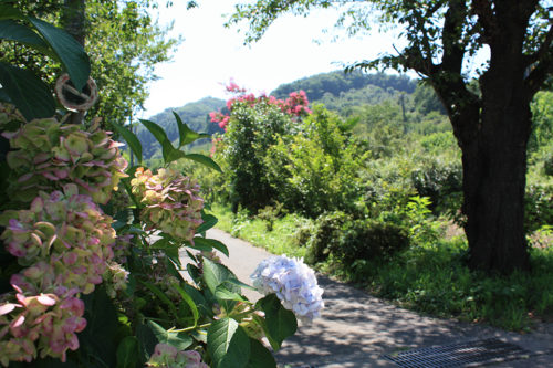 福島県福島市花見山公園2020年8月11日_7318