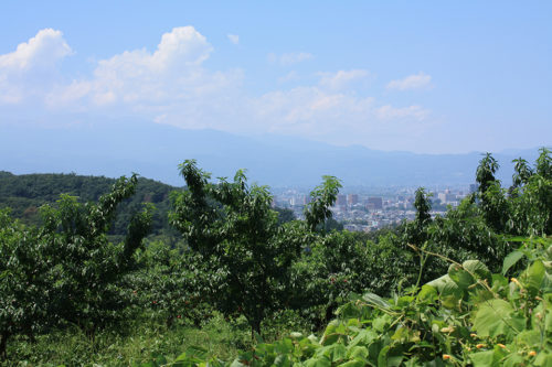 福島県福島市花見山公園2020年8月11日_7319