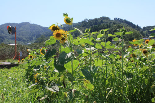 福島県福島市花見山公園2020年8月11日_7321