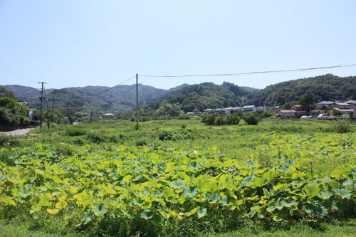 福島県福島市花見山公園2020年8月11日_7322