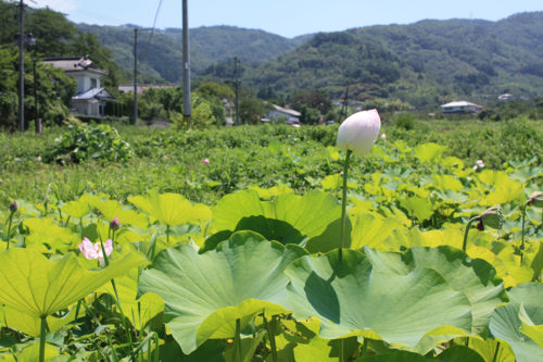 福島県福島市花見山公園2020年8月11日_7324