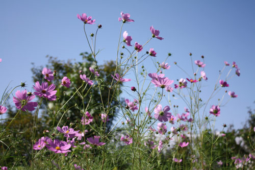 福島県福島市花見山公園2020年10月2日画像7343コスモス