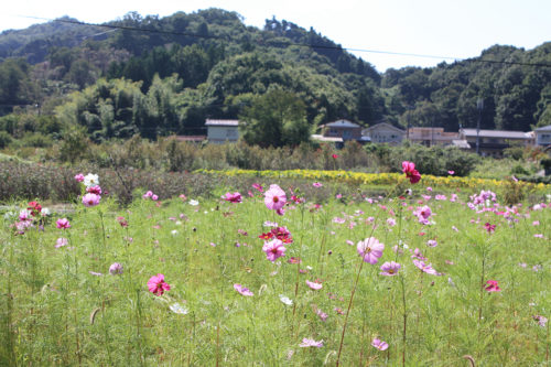 福島県福島市花見山公園2020年10月2日画像7344コスモス