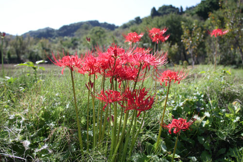 福島県福島市花見山公園2020年10月2日画像7346彼岸花