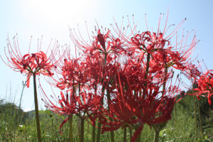 福島県福島市花見山公園2020年10月2日画像7347彼岸花