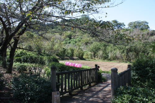 福島県福島市花見山公園2020年10月2日画像7348