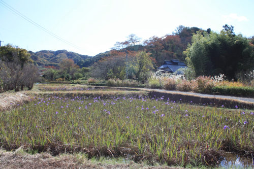 福島県福島市花見山公園2020年11月5日画像。菖蒲池