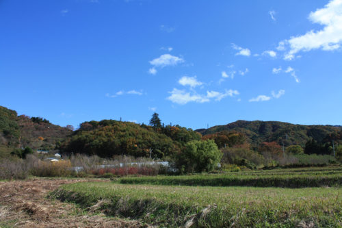 福島県福島市花見山公園2020年11月5日画像。花見山の紅葉