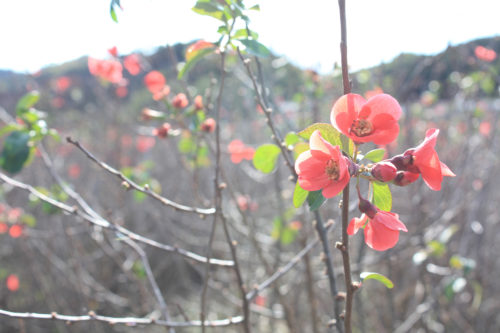 福島県福島市花見山公園2020年11月5日画像。木瓜の花咲く