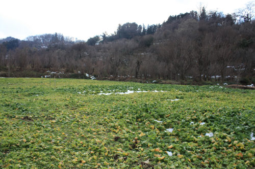 福島県福島市花見山公園2020年12月28日画像。雪残る花見山の菜の花畑2