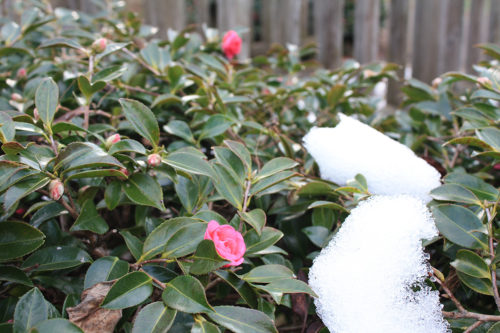 福島県福島市花見山公園2020年12月28日画像。雪残る花見山の寒椿