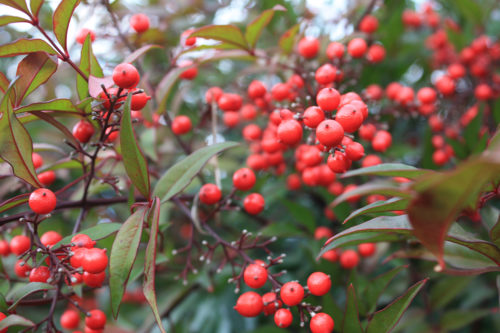 福島県福島市花見山公園2020年12月28日画像。花見山南天の実