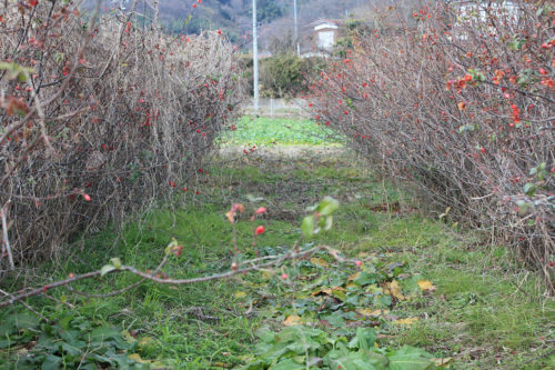 福島県福島市花見山公園2020年12月28日画像。花見山の木瓜