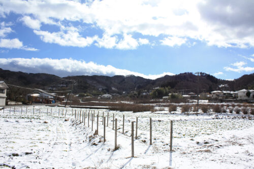 福島県福島市花見山公園2021年1月20日画像。水飲み場近くの菜の花畑