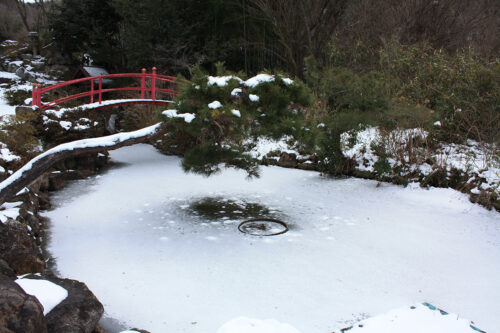 福島県福島市花見山公園2021年1月20日画像。凍った池