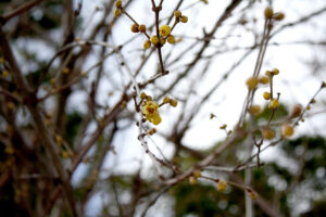 福島県福島市花見山公園2021年1月20日画像。蠟梅の蕾と花