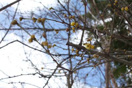 福島県福島市花見山公園2021年1月20日画像。蠟梅