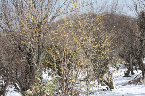 福島県福島市花見山公園2021年1月20日画像。蠟梅