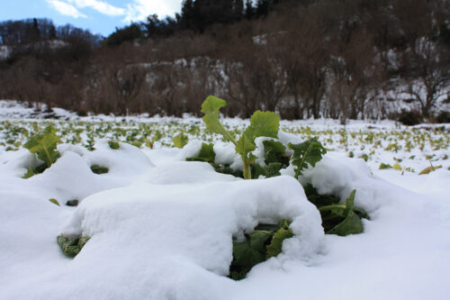 福島県福島市花見山公園2021年1月20日画像。雪と菜の葉