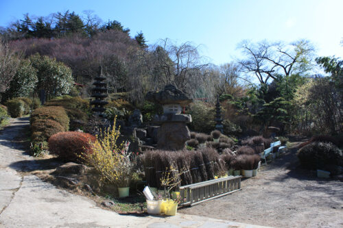 福島県福島市花見山公園2021年3月3日画像。阿部さんの花木