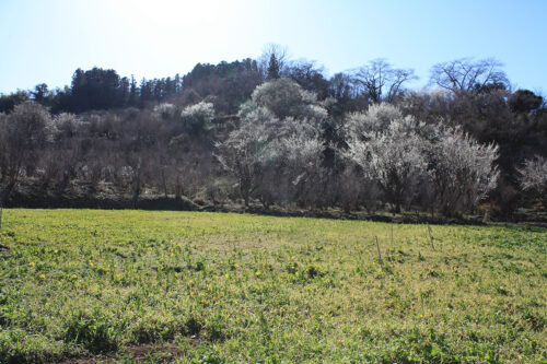 福島県福島市花見山公園2021年3月3日画像。菜の花畑ビュースポット