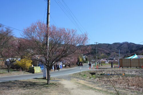 福島県福島市 花見山公園の情報 2021年3月24日。ゆずりあいコース