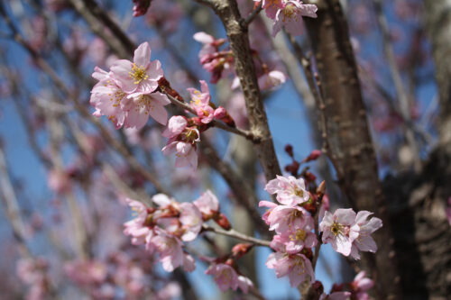 福島県福島市 花見山公園の情報 2021年3月24日のトウカイザクラ