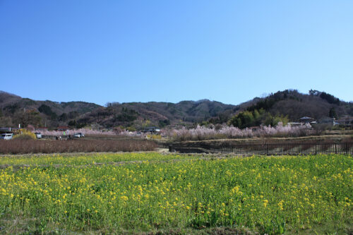 福島県福島市 花見山公園の情報 2021年3月24日。正面に花見山と菜の花畑