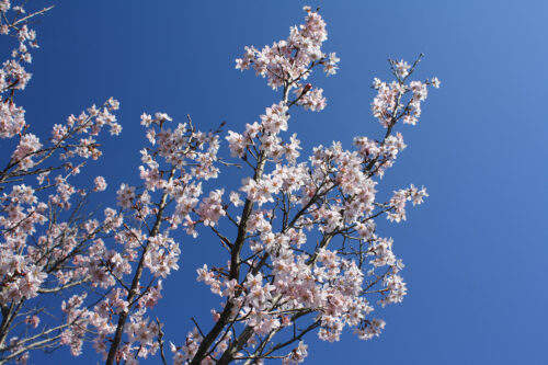 福島県福島市 花見山公園の情報 2021年3月24日の青空とトウカイザクラ