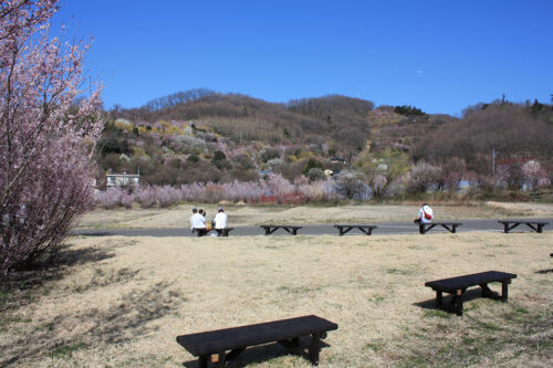 福島県福島市 花見山公園の情報 2021年3月24日花の谷を一望できる撮影スポット