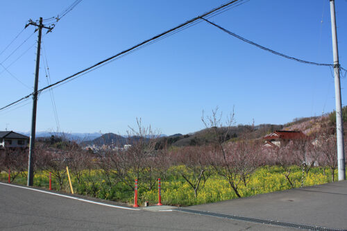 福島県福島市 花見山公園の情報 2021年3月24日ハナモモと菜の花