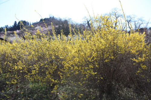 福島県福島市 花見山公園の情報 2021年3月24日レンギョウ