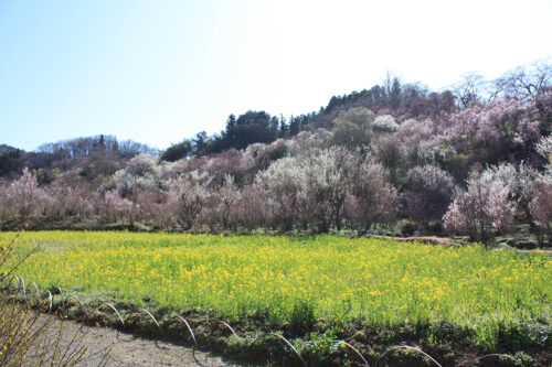 福島県福島市 花見山公園の情報 2021年3月24日撮影SP