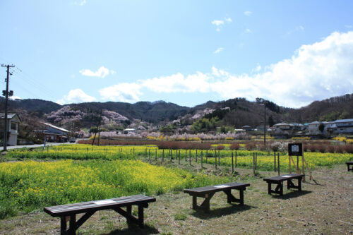 福島県福島市 花見山公園の情報 2021年3月29日正面に花見山と菜の花ビュースポット