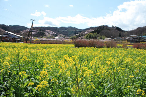 福島県福島市 花見山公園の情報 2021年3月29日見頃のビューポイント