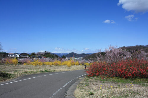福島県福島市 花見山公園の情報 2021年3月29日 ゆずりあいコース