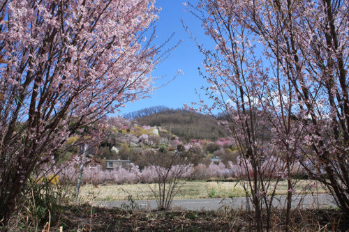 福島県福島市 花見山公園の情報 2021年3月29日 花の谷を一望できるビュースポット